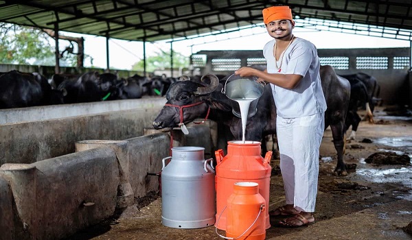 Dairy Loan
